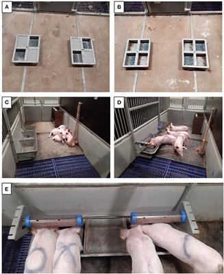 Assessing the Effectiveness of Providing Live Black Soldier Fly Larvae (Hermetia illucens) to Ease the Weaning Transition of Piglets